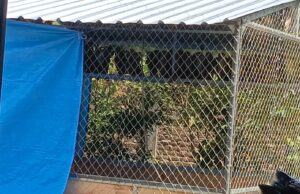 Pemdes Ngradin Perangi Tikus Sawah dengan Datangkan Burung Hantu