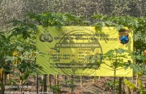 Pekarangan Pangan Bergizi (P2B) di Desa Kendung Padangan Mulai Panen Pepaya California dan Thailand