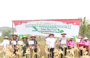 Forkopimda Blora Panen Raya Jagung Kuartal III