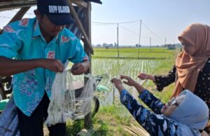 Petani di Ngraho-Bojonegoro Kendalikan Populasi Hama Tikus dengan Cara Gotong Royong Pasang Jaring Perangkap di Sawah
