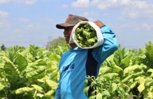 Panen Tembakau Bojonegoro Dimulai, Petani Tetap Untung Meski Cuaca Tak Menentu