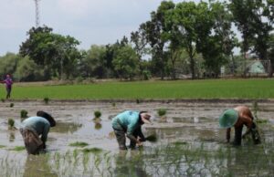 Stok Pupuk Petani Bojonegoro Aman, Distribusi Disesuaikan dengan Musim Tanam
