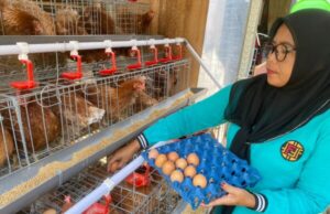 Warga Penerima Program GAYATRI Bojonegoro dari Anggaran ADD di Tikusan Mulai Memanen Telur