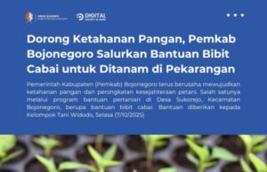 Dorong Ketahanan Pangan, Pemkab Bojonegoro Salurkan Bantuan Bibit Cabai untuk Ditanam di Pekarangan