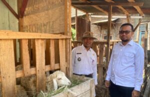 Desa Tikusan Bojonegoro Kembangkan Ketahanan Pangan Lewat Program Domba