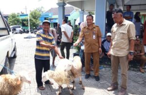 Disnakkan Bojonegoro Gelar Bimtek dan Salurkan Bantuan Domba Kesejahteraan untuk KPM di Padangan dan Ngraho