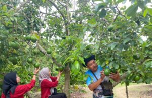 Destinasi Kebun Alpukat Wonocolo-Bojonegoro, Bertamasya Sambil Petik Buah Segar Langsung dari Pohon