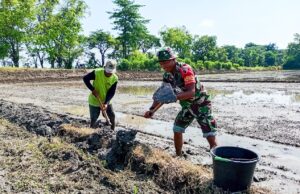 Babinsa Sumberrejo Bojonegoro Bantu Petani Kedungrejo Tanam Padi