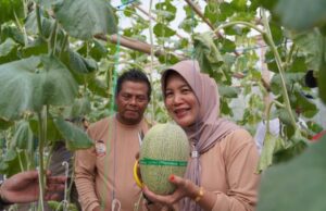 Apresiasi Wakil Bupati Bojonegoro, Tak Mau Ketinggalan jadi Konsumen Pertama Petik Melon