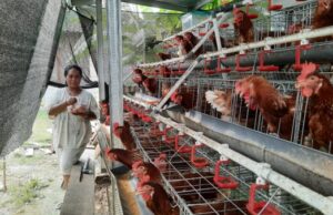 Program GAYATRI di Cancung-Bubulan Masuk Masa Puncak Produksi, Warga Penerima Manfaat Rasakan Manfaatnya