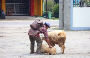 Program Domba Kesejahteraan dari Pemkab Bojonegoro Telah Diterima 1.111 KPM, Dorong Ekonomi Warga
