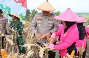 Perkuat Ketahanan Pangan, Polres Blora dan Forkopimda Sinergi Panen Raya Jagung Kuartal IV