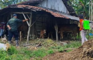 Disnakkan Bojonegoro Lakukan Langkah Cepat Tangani Kasus PMK pada Ternak di Kedewan