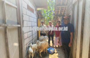 Program Pemkab Bojonegoro Domba Kesejahteraan Tunjukkan Hasil Positif, Bantuan 2 Ekor Berkembang Menjadi 7 Ekor