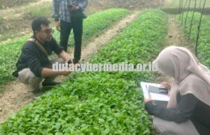 Tingkatkan Produksi, Pemkab Bojonegoro Salurkan Bantuan Benih Tembakau Unggul Bagi Petani