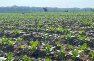 Petani Tembakau di Bojonegoro Telah Terima Bantuan Pupuk NPK, Bisa Tekan Biaya Produksi